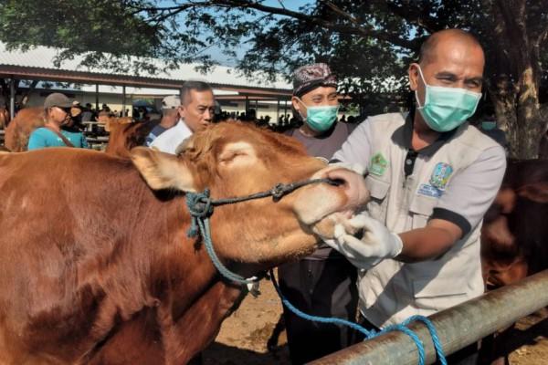 Madiun Terjunkan Tim Dokter Untuk Periksa Hewan Kurban