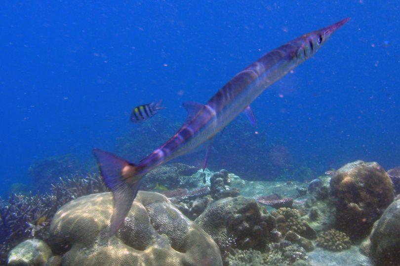 Fakta Menarik Ikan Caroang Berbahaya Bagi Manusia