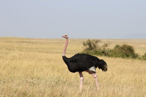 5 Fakta Mengenai Burung Unta Burung Terbesar Di Dunia