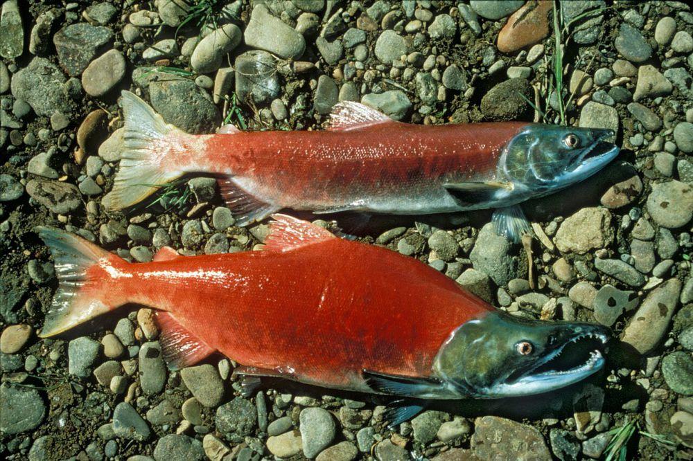 Fakta Unik Salmon Merah Sering Jadi Bahan Makanan Mewah