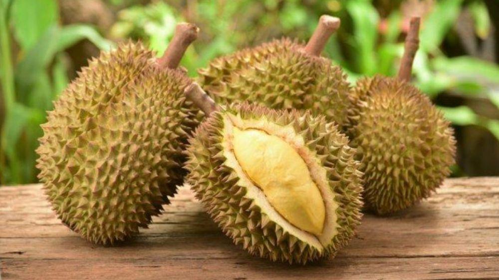 5 Daerah Penghasil Durian Terbesar Di Sumsel