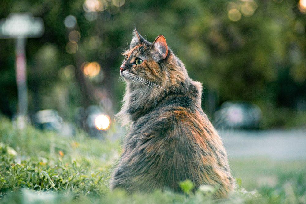 Kenapa Kucing Suka Mandi Pasir Ternyata Ini Alasannya