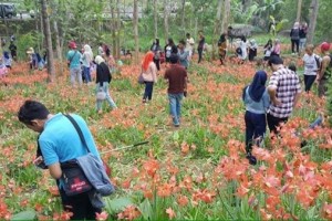 #saveamaryllis: Antara Travelling, Selfie, Aktualisasi Diri, dan Ego Pribadi