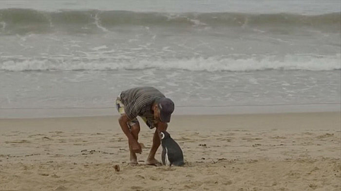 man-saves-penguin-returns-swims-5000-miles-17-fc2c5aeadafab43c7fb586c3bad6c5f7.jpg