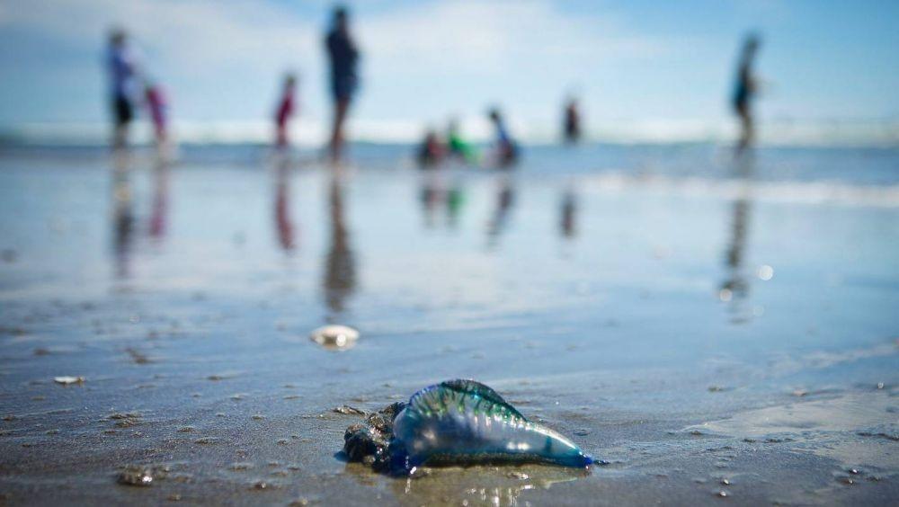 Pantai Queensland Diserang Ubur Ubur 10 Ribuan Jadi Korban