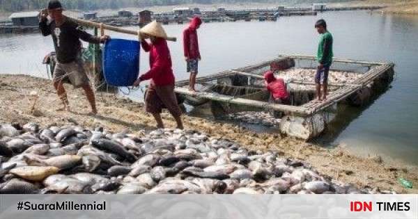 Ton Ikan Di Waduk Saguling Mati Mendadak