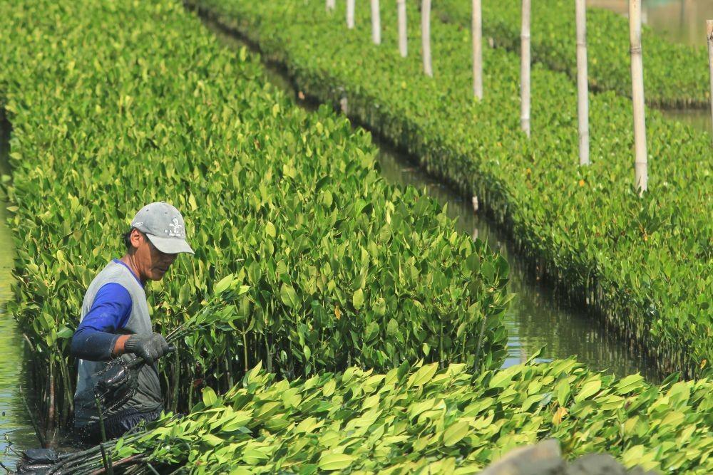 Sekda Garut Hadiri Puncak Penanaman Pohon Mangrove Nasional