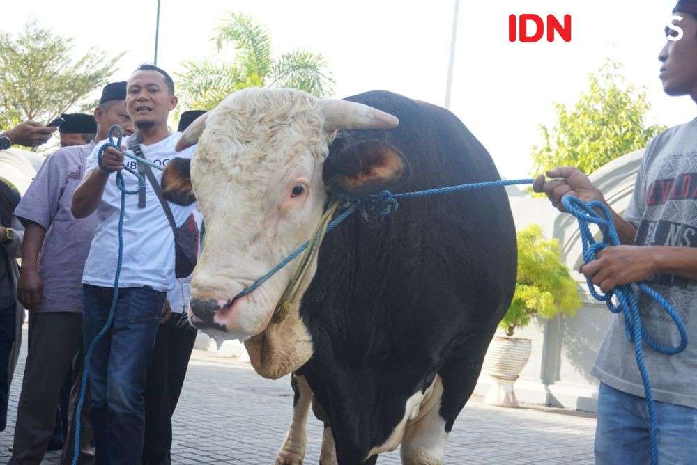 8 Sapi Di Sleman Masuk Bursa Calon Hewan Kurban Jokowi