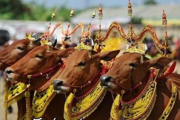 8 Tradisi Unik Perayaan Iduladha Di Indonesia Ada Pengantin Sapi Lho