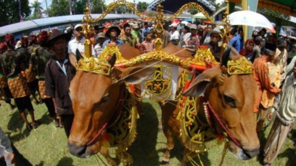 8 Tradisi Unik Perayaan Iduladha Di Indonesia Ada Pengantin Sapi Lho