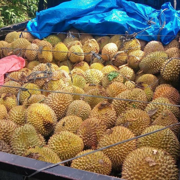 10 Daerah Penghasil Durian Terbaik Di Sekitar Medan Bikin Puas