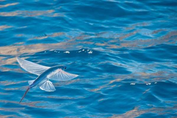 Fakta Menarik Torani Ikan Yang Bisa Terbang Sejauh Meter