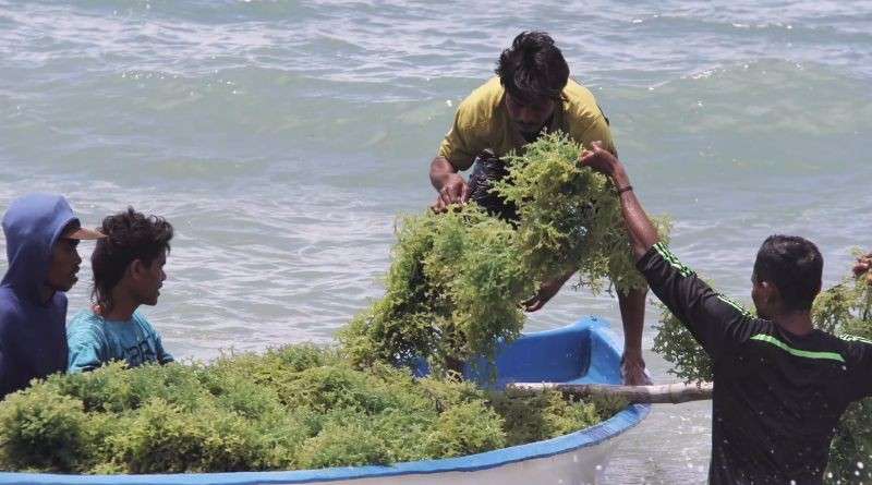 Mendongkrak Ekonomi Sumba Timur Lewat Budidaya Rumput Laut