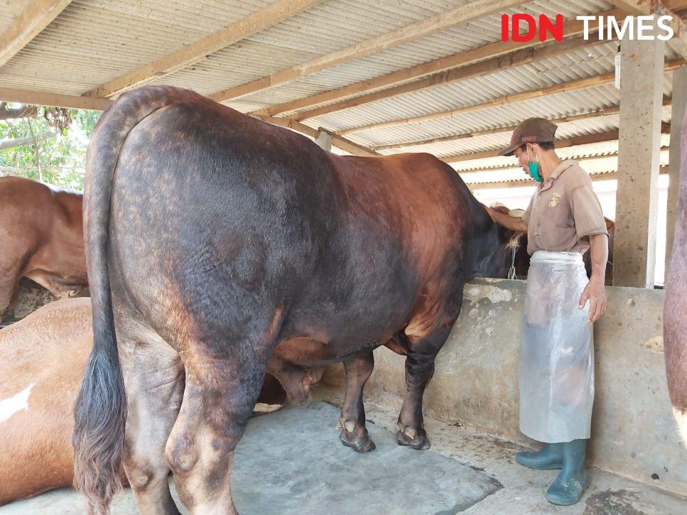 Jokowi Beli Sapi Kurban Berbobot 1 Ton Di Tangerang