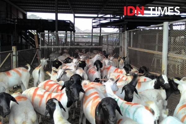 Daftar Harga Kambing Kurban Untuk Idul Adha