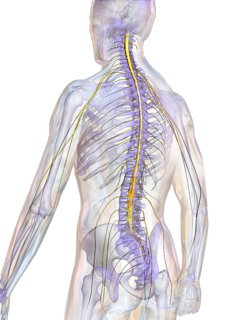 Spinal Cord Injury Penyebab Gejala Dan Pengobatannya