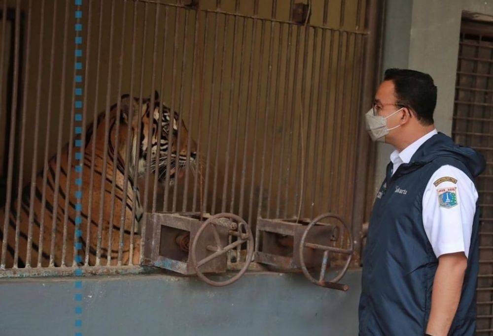 Viral Harimau Juve Ragunan Kurus Kering Pengelola Berat B