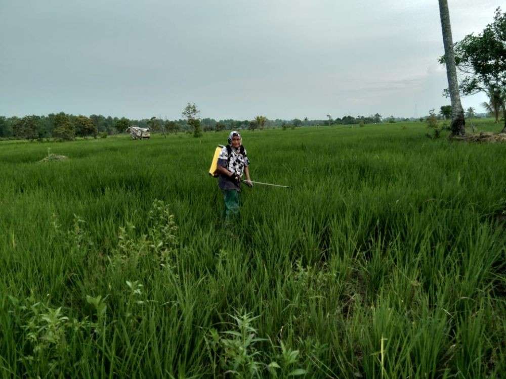 Puluhan Ha Sawah Di Sumsel Diserang Hama Wbc