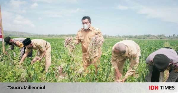 Panen Raya Petani Bawang Merah Di Bantul Untung Besar