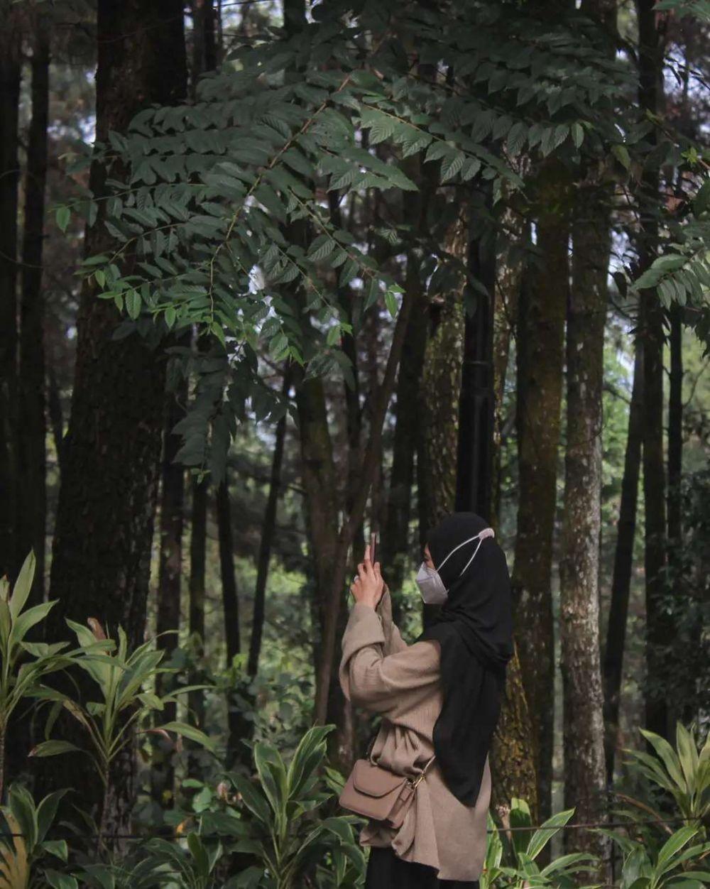 Hutan Paling Indah Di Indonesia Beberapa Dikenal Angker