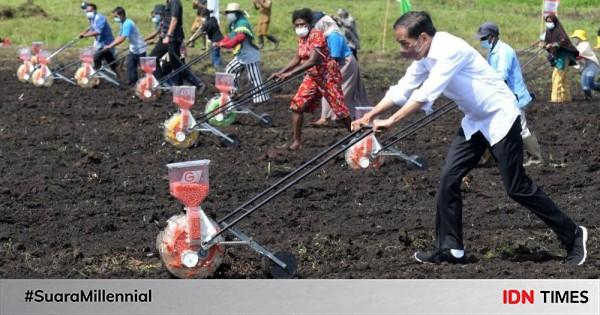 Momen Jokowi Ikut Tanam Bibit Jagung Bareng Petani Di Sorong