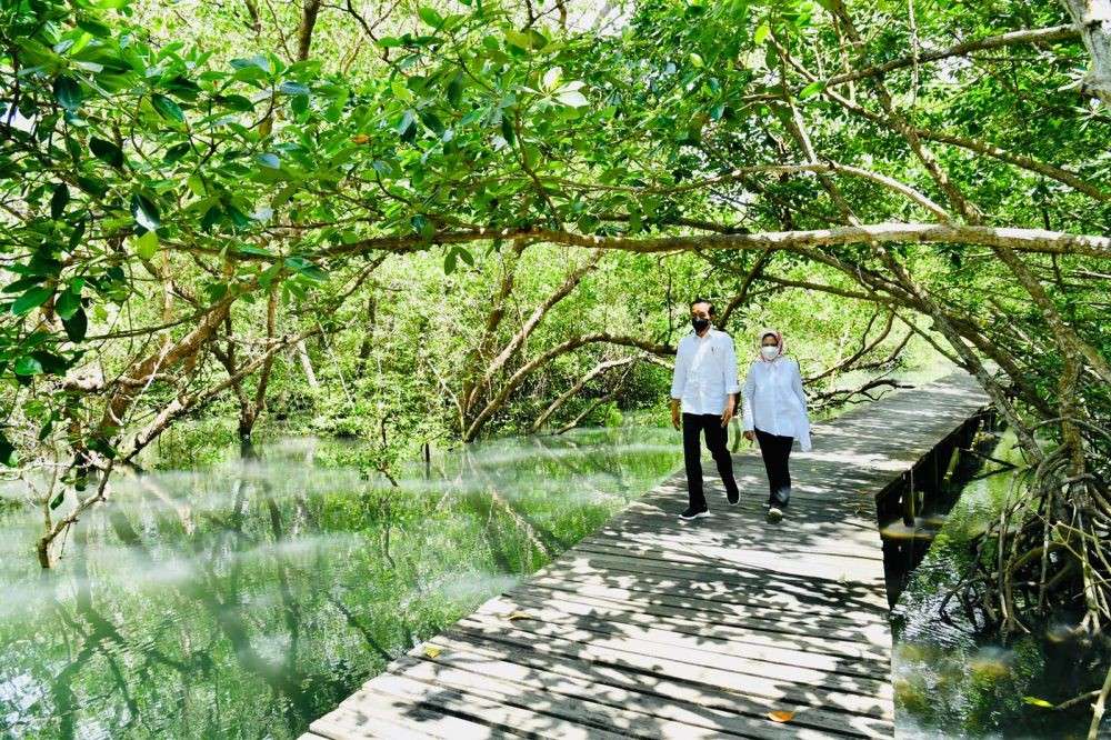 Potret Jokowi Iriana Di Taman Mangrove Bali Romantis