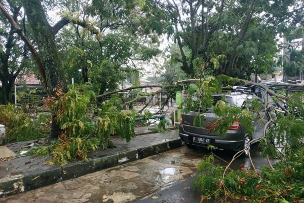 Hujan Deras Di Bandung Sejumlah Pohon Tumbang