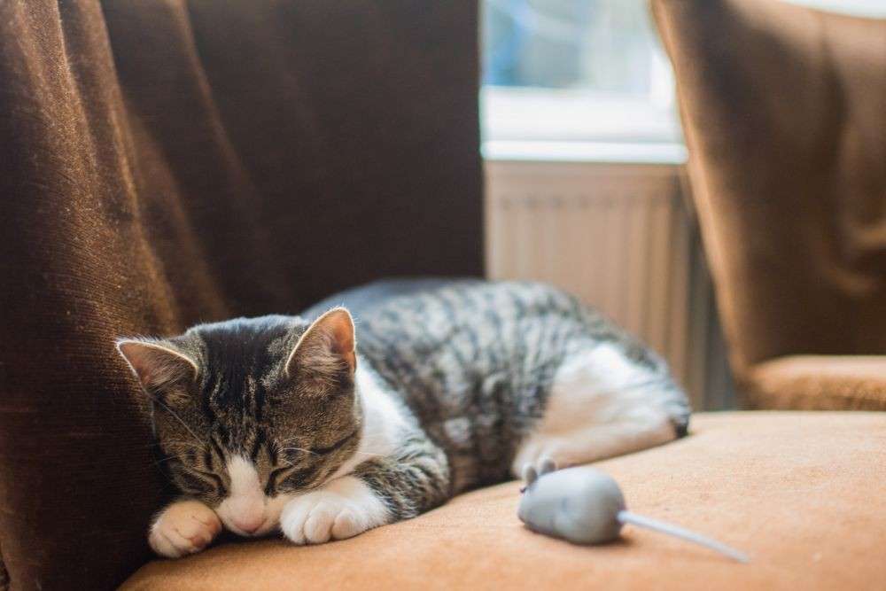 Kucing Mengeluarkan Air Mata Ini Penyebabnya