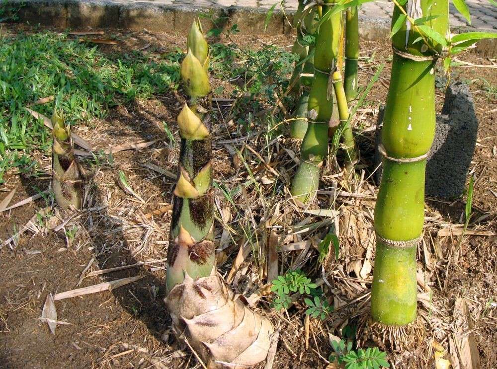 Contoh Tumbuhan Yang Berkembang Biak Dengan Tunas