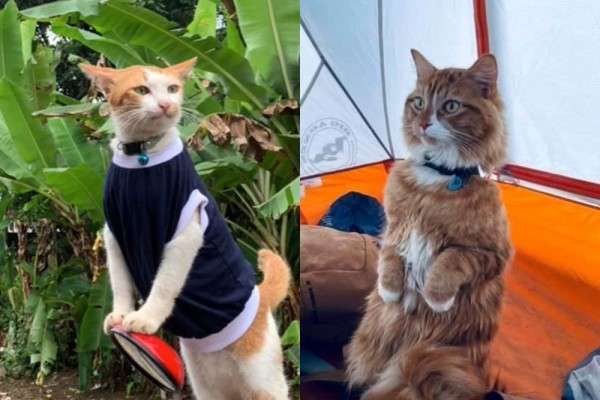 5 Akun Kucing Yang Suka Berpetualang Pergi Ke Mana Saja