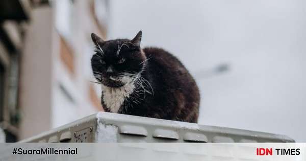 10 Kucing Tertua Di Dunia Ada Yang Berusia 38 Tahun