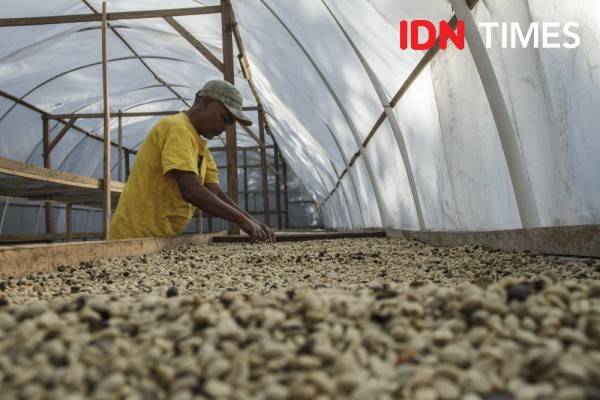 Industri Kopi Sumut Terdampak El Nino Ekspor Terganggu