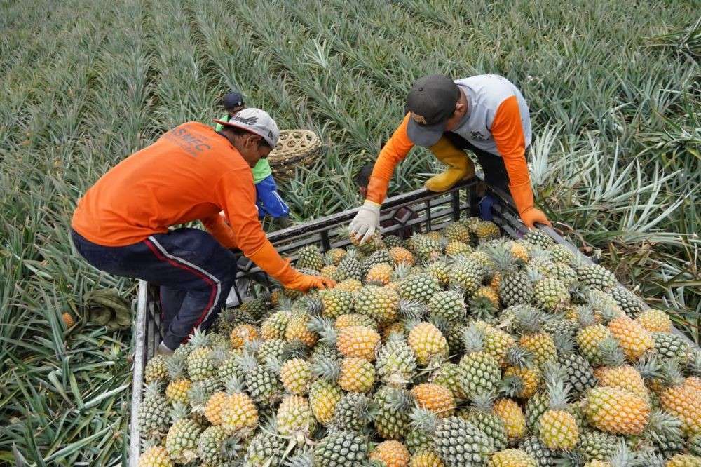 Mas Dhito Dorong Pengembangan Industri Nanas Kediri