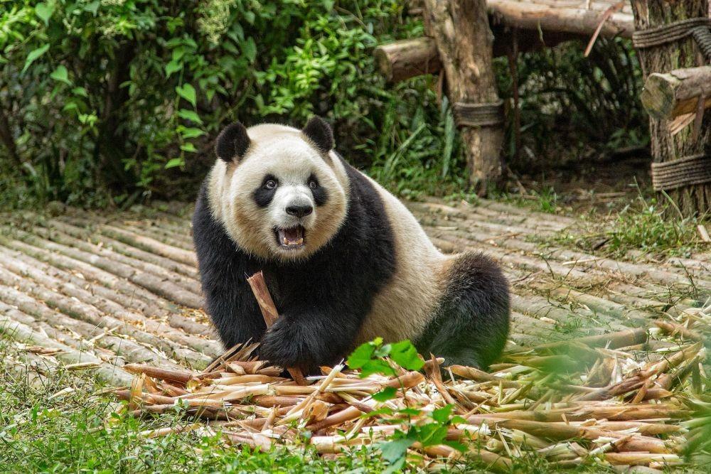 Fakta Unik Panda Si Beruang Hitam Putih Yang Lucu