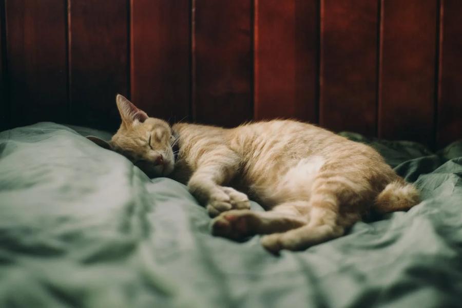 5 Arti Kucing Tidur Di Kasur Ternyata Bukan Cuma Nyaman