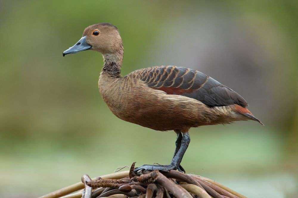 Unggas Dari Famili Anatidae Yang Ditemukan Di Kalimantan