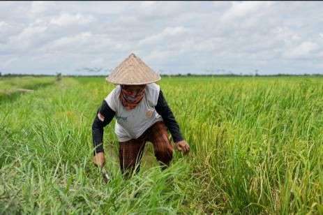 Program Food Estate Kalteng Peneliti Brin Nilai Sudah Tepat