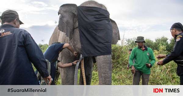 BKSDA Sumsel Pasang GPS Cegah Konflik Gajah Dan Manusia