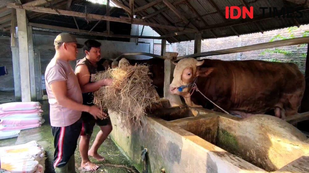 Presiden Jokowi Pesan Sapi Kurban Untuk Solo Dan Blora