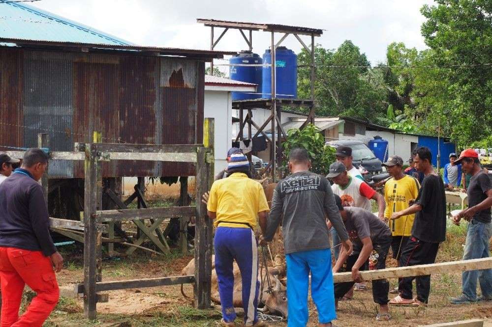 Perayaan Perdana Idul Adha Di IKN Yang Penuh Kebersamaan