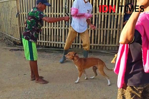 553 Warga Bima Jadi Korban Gigitan Anjing Suspek Rabies