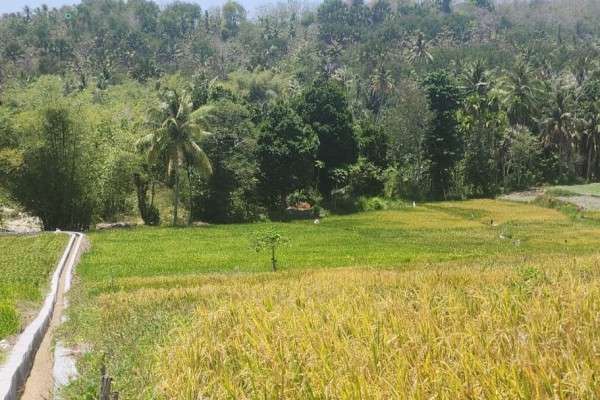 Kementan Kembangkan Optimasi Lahan Kering