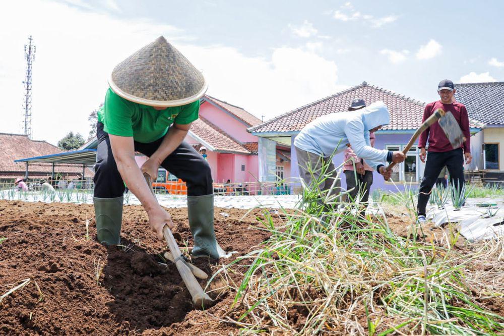 Serap Aspirasi Plt Ketum Ppp Mencangkul Bareng Petani