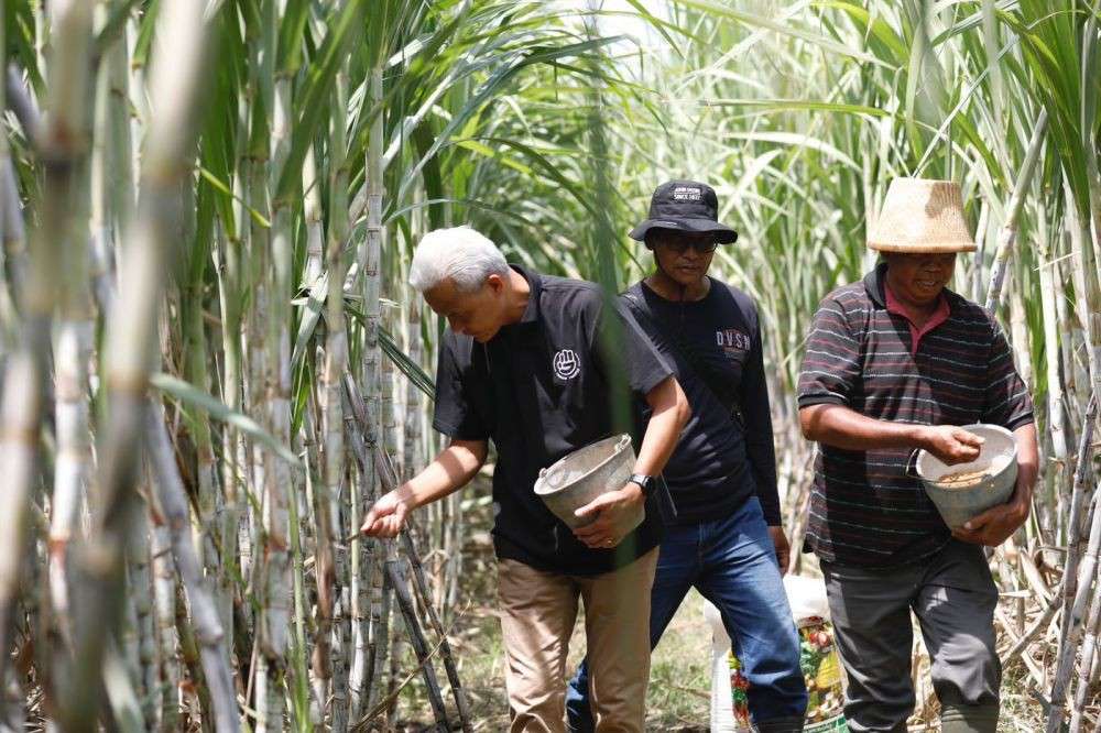 Bertemu Petani Tebu Ganjar Janji Utamakan Gula Produk Lokal