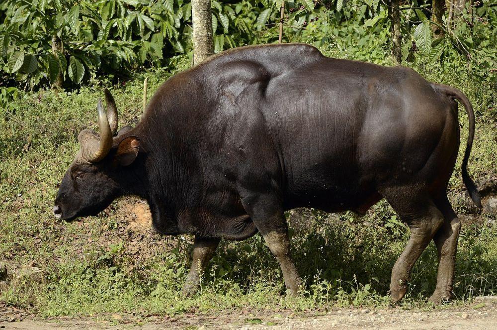 7 Hewan Yang Hidup Di Hutan Bambu Bukan Hanya Panda