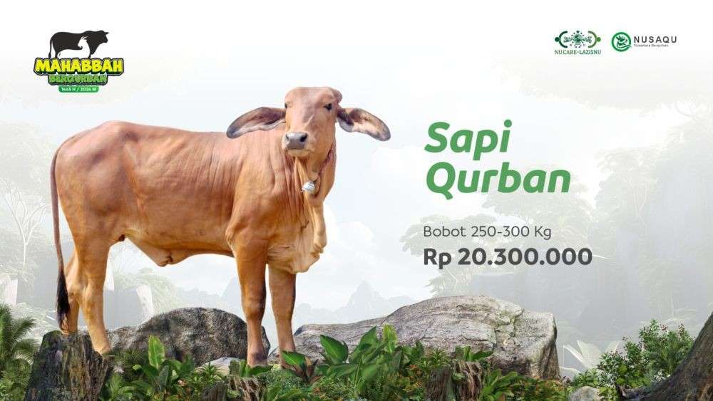 Daftar Harga Sapi Kurban 2024 Terlengkap Untuk Idul Adha