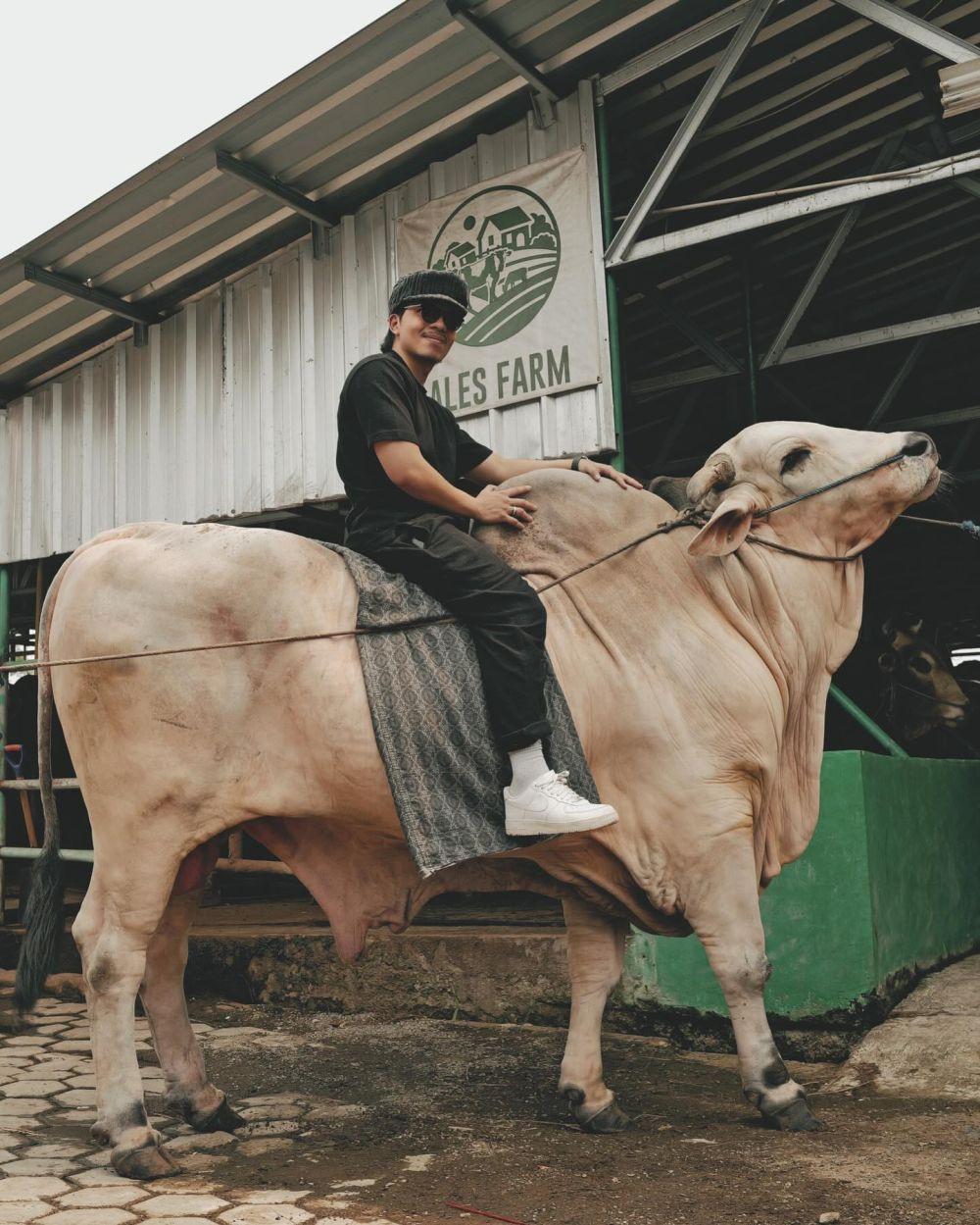 Atta Pantau Peternakan Sapi Ameena Jelang Idul Adha