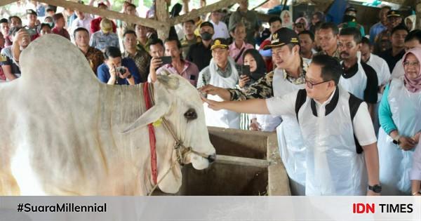 Jatim Siapkan 2 4 Juta Hewan Kurban Untuk Idul Adha