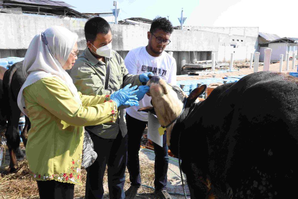 33 Hewan Kurban Didistribusikan Pemkab Kepulauan Seribu