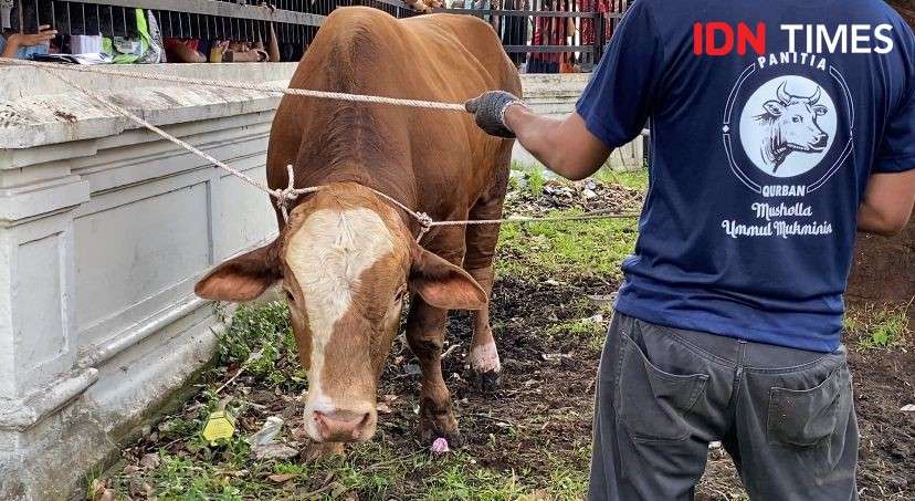 Sapi Raksasa Disembelih Di Masjid Raya Medan